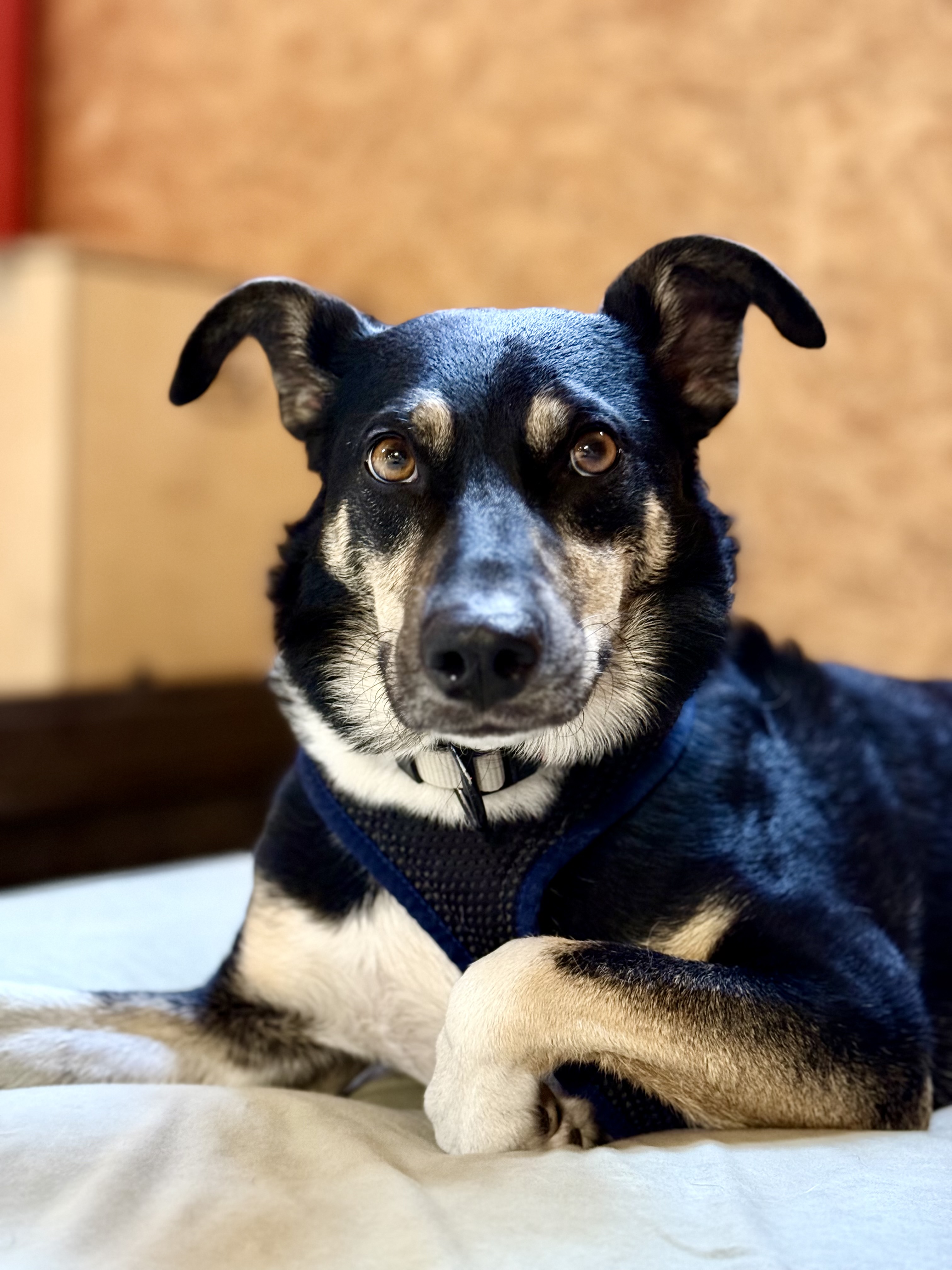 Obligatorische Praktische Hundeausbildung